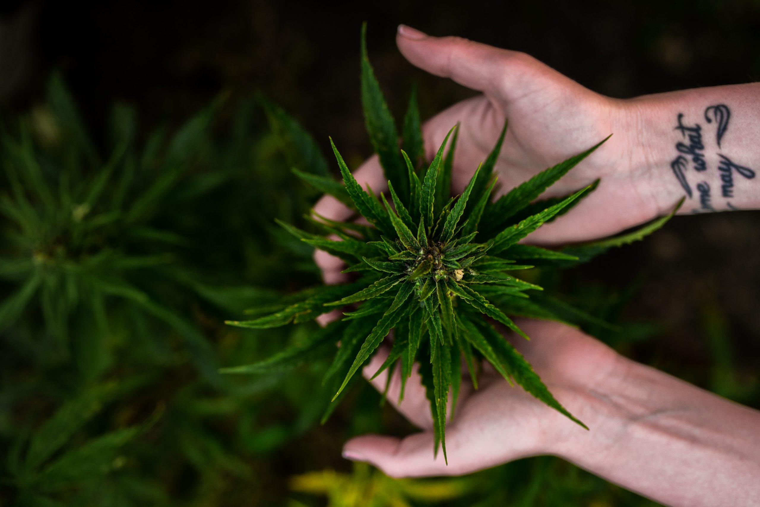 CBD oil and anxiety…