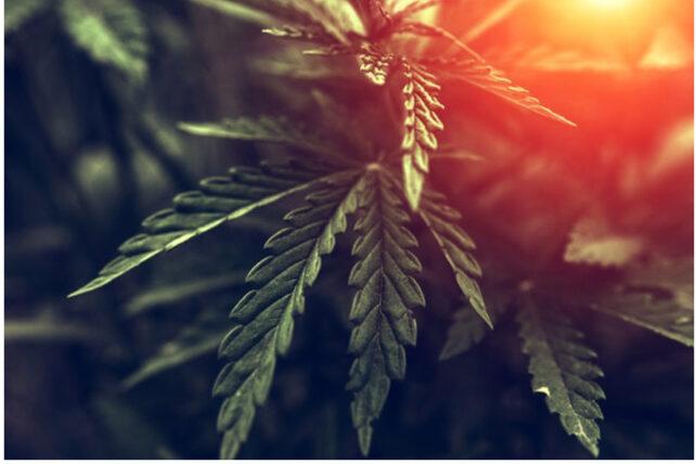 CBD Oil & Skin Cancer
